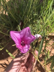 Ipomoea leptophylla