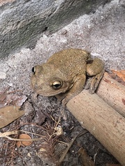 Osteopilus septentrionalis