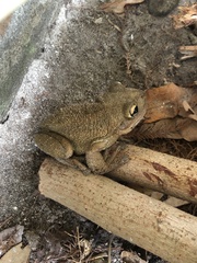 Osteopilus septentrionalis