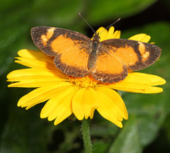 Tegosa anieta
