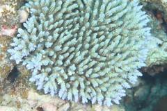 Acropora valida