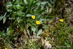 Arnoseris minima