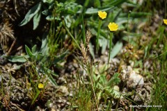 Arnoseris minima