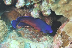 Centropyge bispinosa