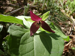 Trillium erectum erectum