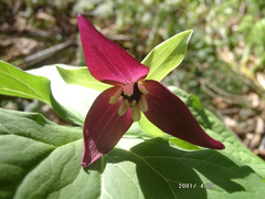 Trillium erectum erectum
