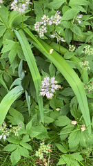 Hydrophyllum virginianum