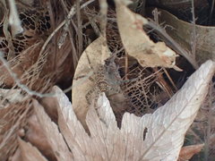 Heteropoda monteithi