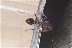 Myrmecia forficata