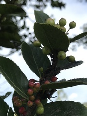 Xylosma spiculifera