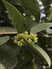 Xylosma spiculifera