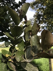Xylosma spiculifera