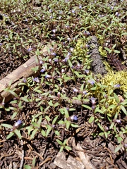 Collinsia torreyi wrightii