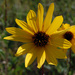 Stiff Sunflower - Photo (c) Peter Gorman, some rights reserved (CC BY-NC-SA)