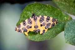 Pantherodes pardalaria