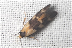 Cosmaresta archedora