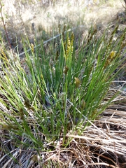 Carex prairea