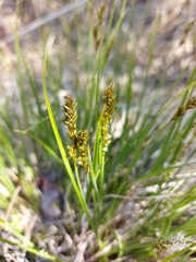 Carex prairea
