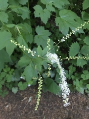 Actaea elata elata