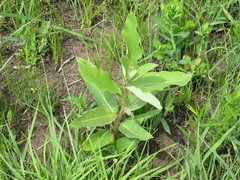 Asclepias amplexicaulis