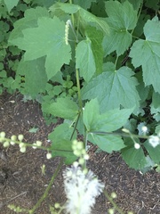 Actaea elata elata