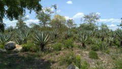 Agave fourcroydes