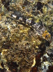 Lepidoblennius marmoratus