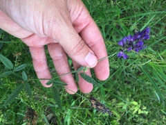 Orbexilum pedunculatum