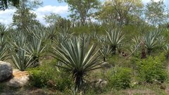 Agave fourcroydes
