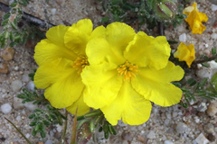 Hibbertia expansa