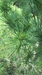 Pinus strobus