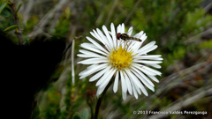 Allograpta hortensis