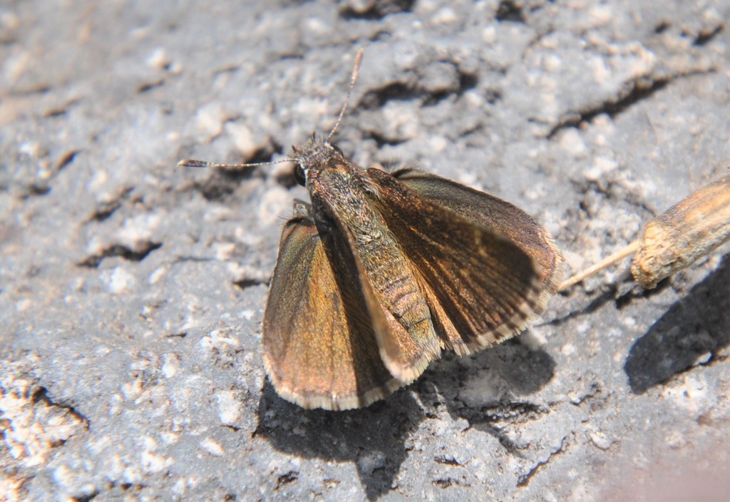 Brassy Roadside-Skipper