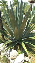 Agave fourcroydes