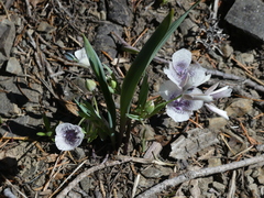 Calochortus tolmiei