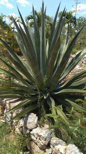 Agave fourcroydes