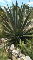 Agave fourcroydes