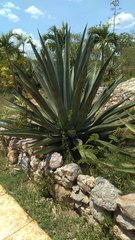 Agave fourcroydes