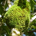 Pincushion Moss - Photo (c) Colin Meurk, some rights reserved (CC BY-SA), uploaded by Colin Meurk