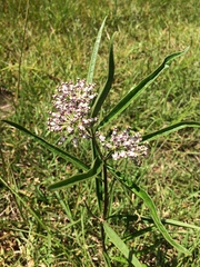 Asclepias longifolia