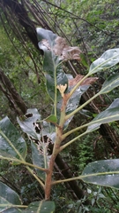 Dilobeia thouarsii