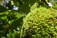 Leptostomum inclinans