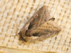 Bellura densa