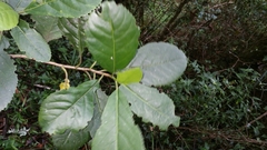 Melanophylla crenata