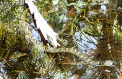 Nerodia fasciata