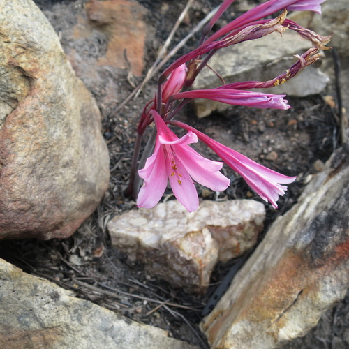 Cyrtanthus debilis