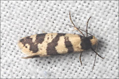 Lepidoscia characota