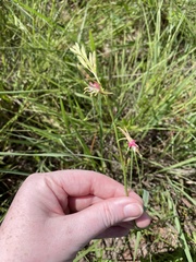 Oenothera sinuosa