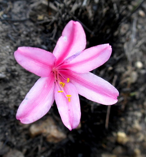 Cyrtanthus debilis