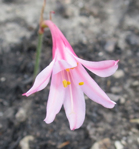 Cyrtanthus debilis